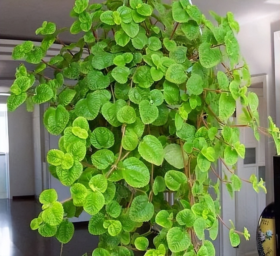 极度耐阴常绿10种花,6种花特别耐阴