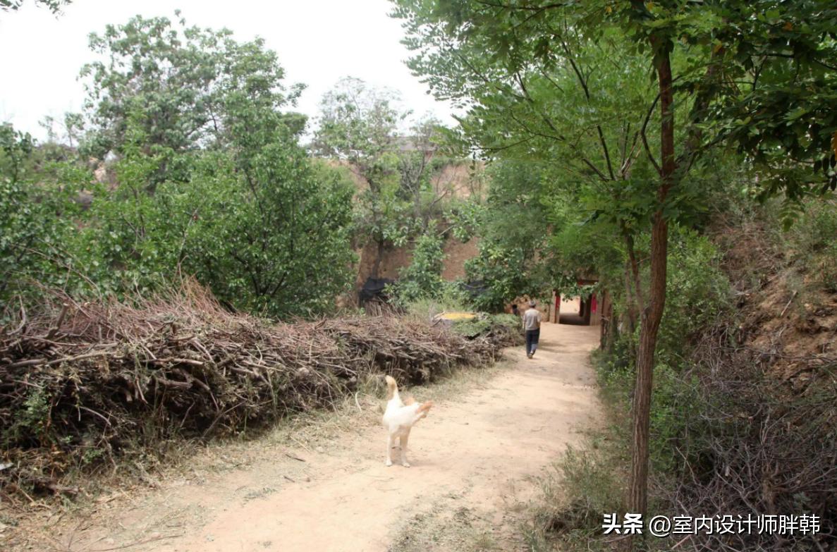 门前五树代表什么,五树进宅指的是哪五树