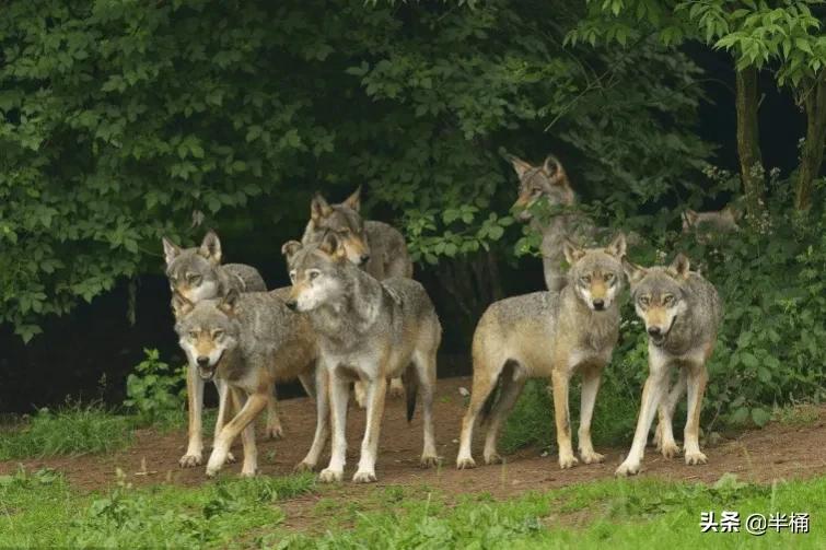 狼这种动物的特性是什么,世界十大可怕动物狼