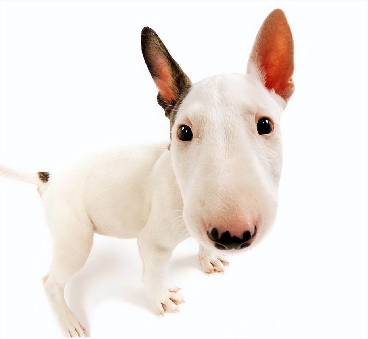 狗狗吐黄水拉肚子,狗狗拉肚子吐黄水怎么办