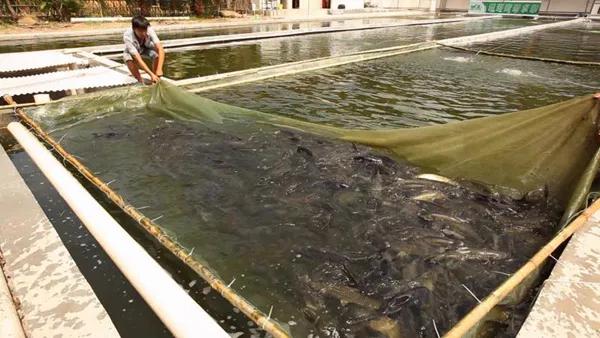 养殖高手是怎样判断水质的呢,怎么知道鱼塘鱼怎么死的