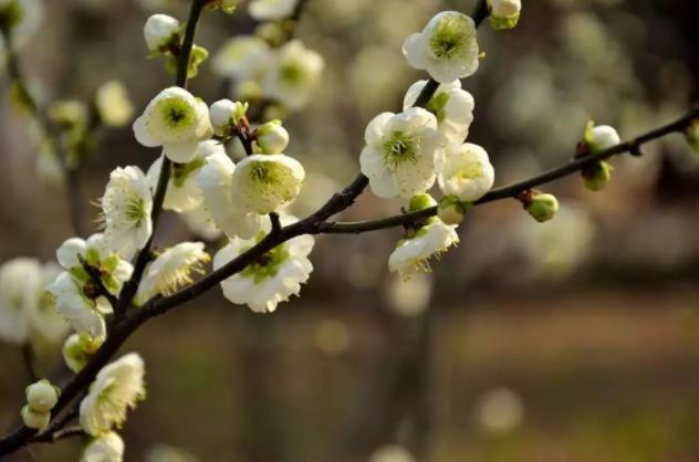骨子里的高贵灵魂深处的优雅,骨子里的高贵感悟