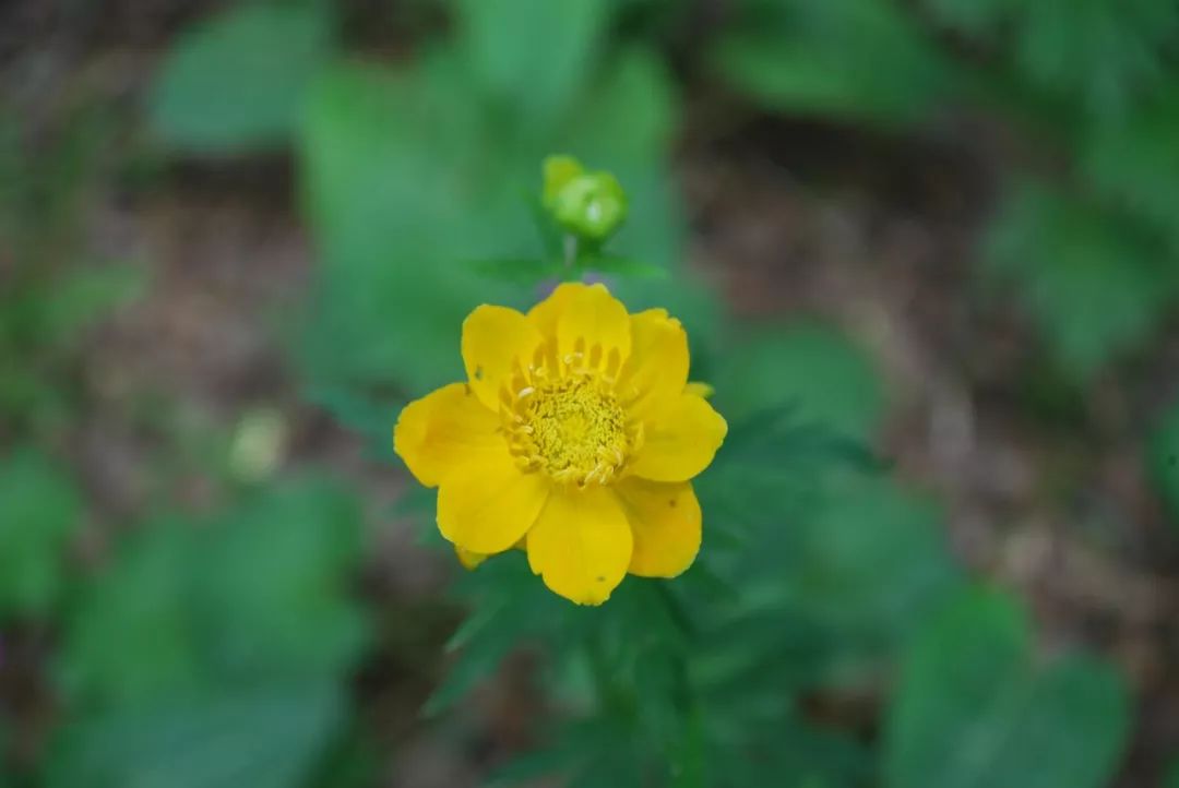 150种常见药用植物大全,150余种常见药用植物花期组图