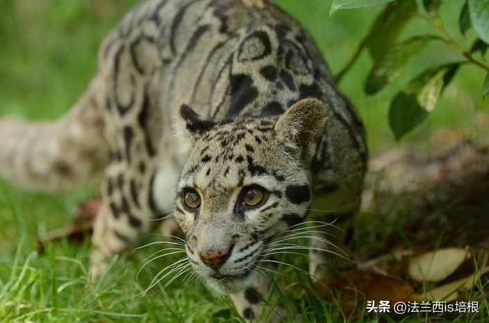 世界上最厉害的猫科动物豹猫,豹猫我国最可怜的野生猫科动物