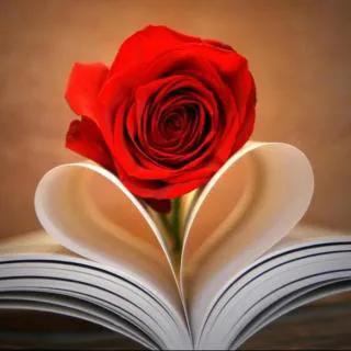 玫瑰花绝美头像,绝美玫瑰花图片