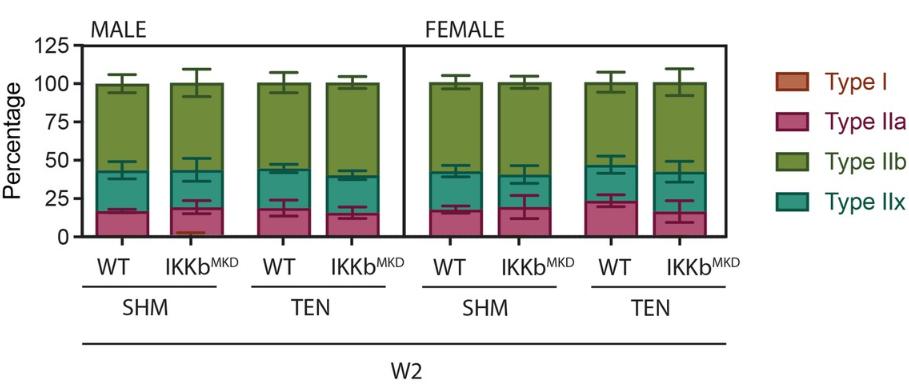 核因子,NFκB,在临床治疗上,是否与腱切断术的肌肉萎缩无关?