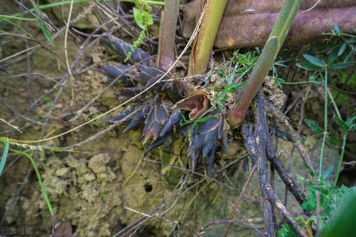长得比较奇葩的植物,植物界奇葩的几种植物