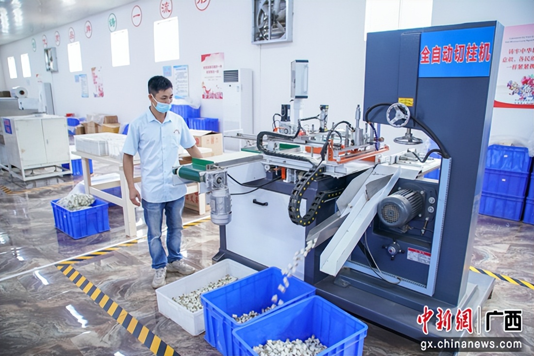 贵港港南区：推广种植“致富草”助力乡村振兴