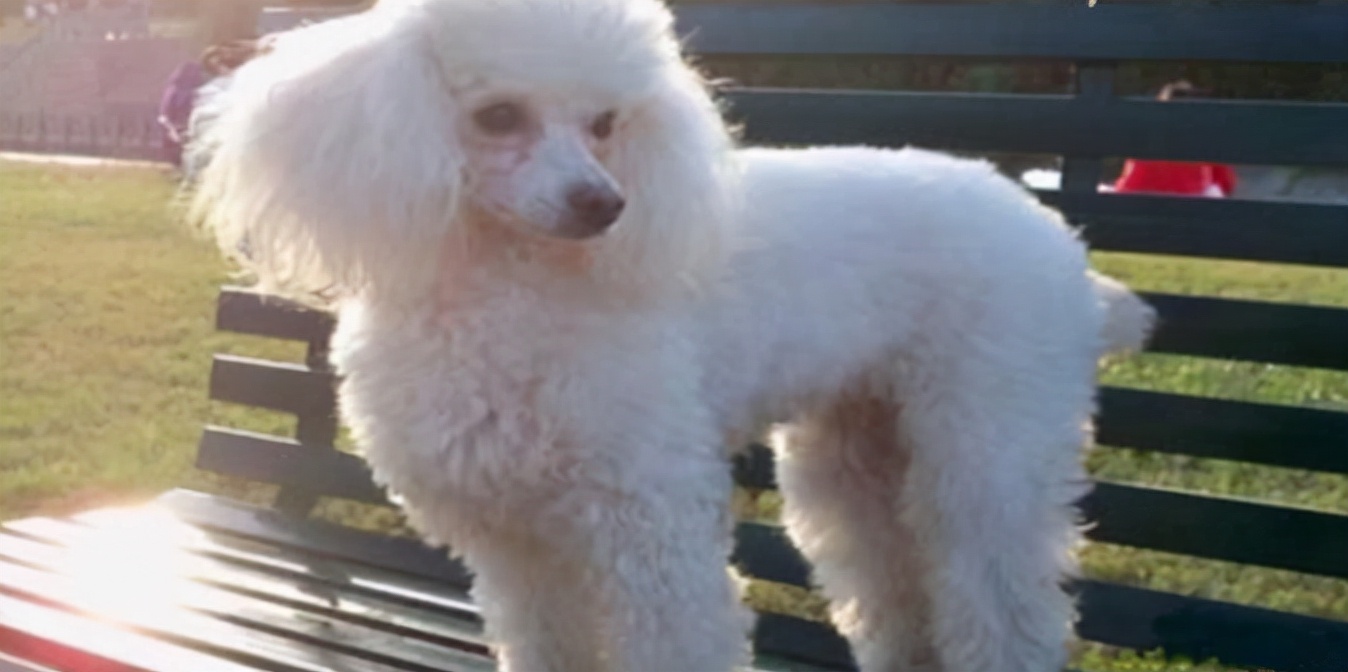 贵宾犬吃什么牌子的狗粮能去泪痕,贵宾犬和马尔泰哪个容易有泪痕