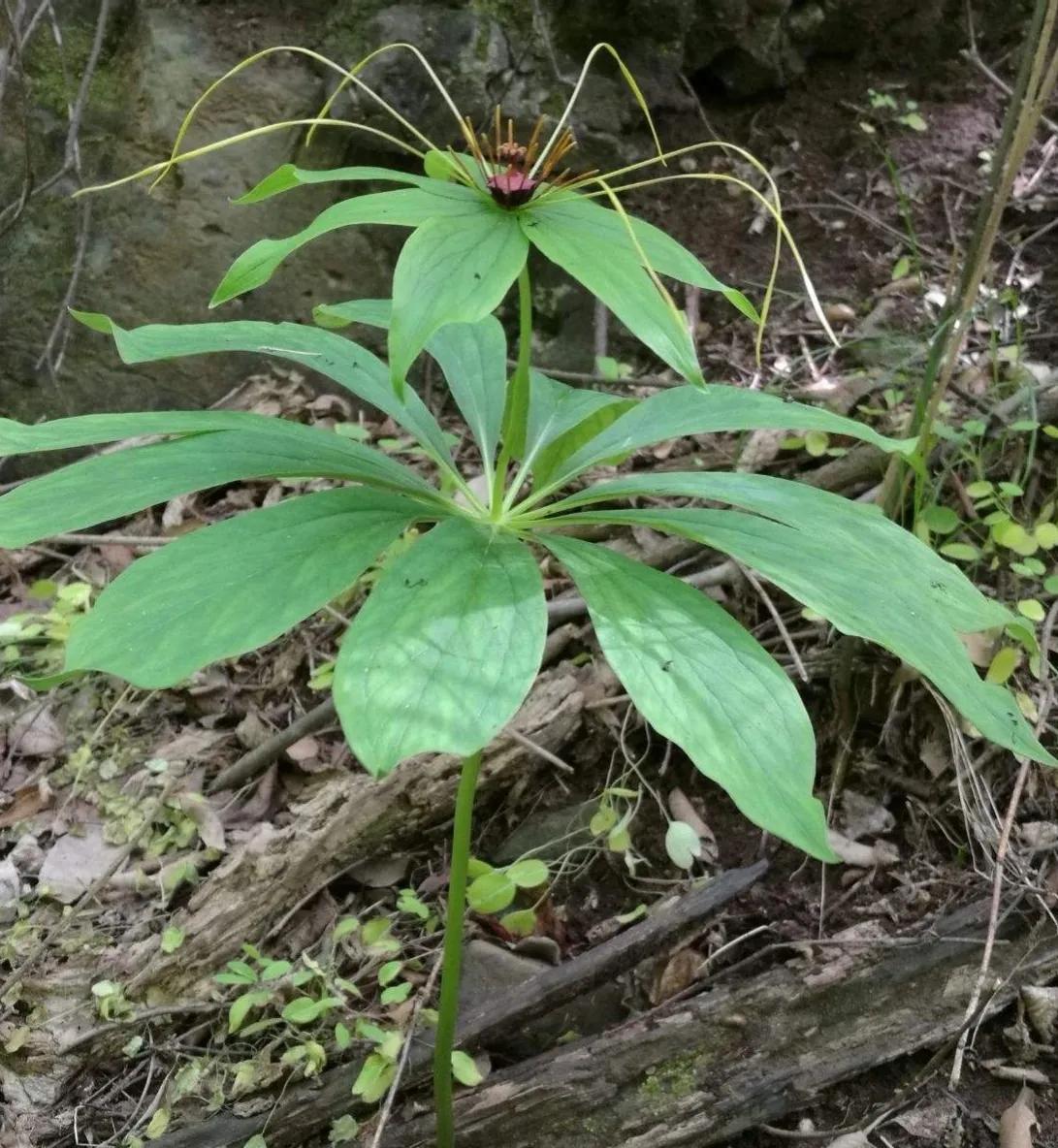 蛇最怕的植物和草,蛇最怕的几种动物分别是谁