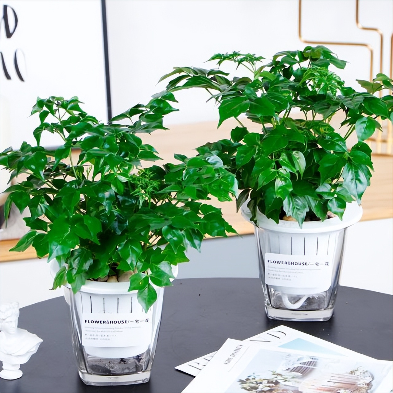 适合室内养的耐阴花和植物,就养这10种耐阴花比绿萝都好养