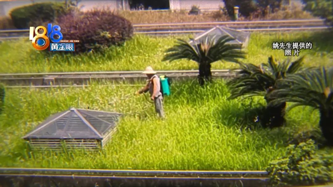 小区里的树被物业喷农药药死,小区里果子成熟了物业打农药