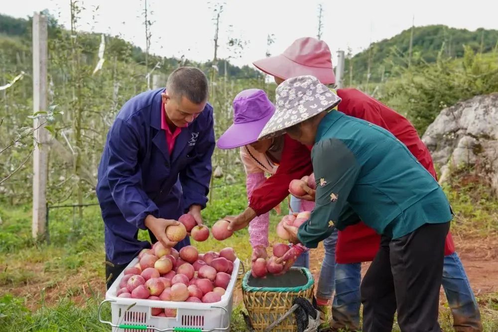 共创乡村振兴发展新格局,全面推进乡村振兴打造五美乡村