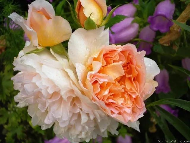 从“运茶快船（TeaClipper）”到英国人对中国茶叶的狂热