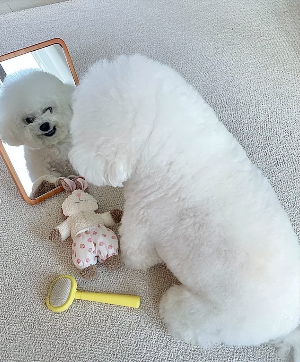 比熊睡觉做梦原因,比熊最怕的几件事