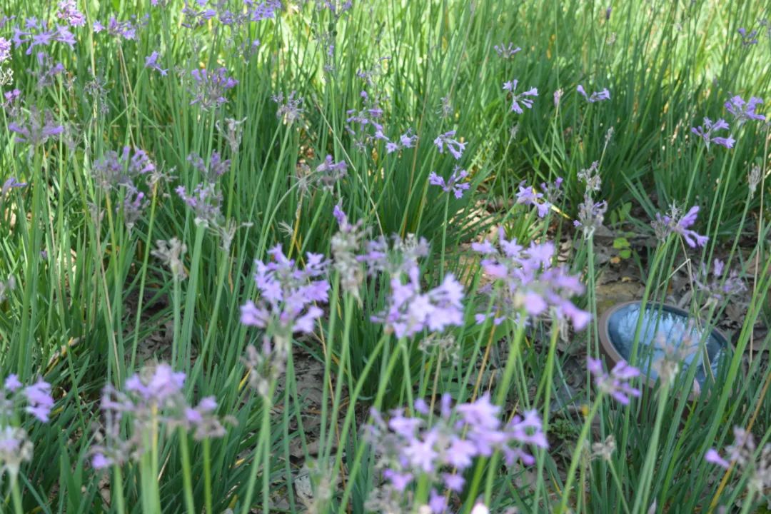 成都龙泉山水旅游攻略图,成都龙泉湖一日游最新详细攻略