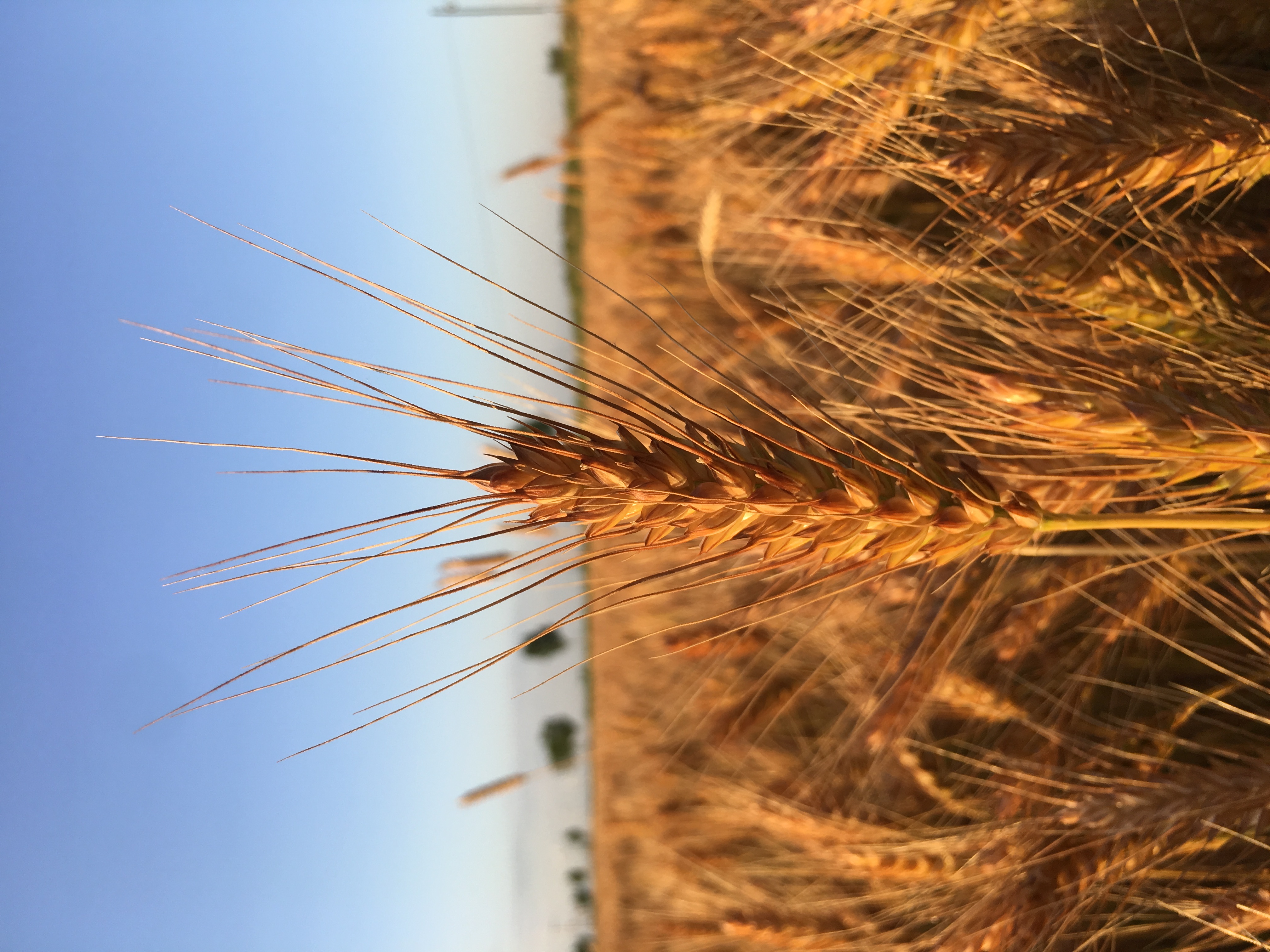 黄骅哪里的小麦是真正的旱碱麦,黄骅旱碱麦是什么样的