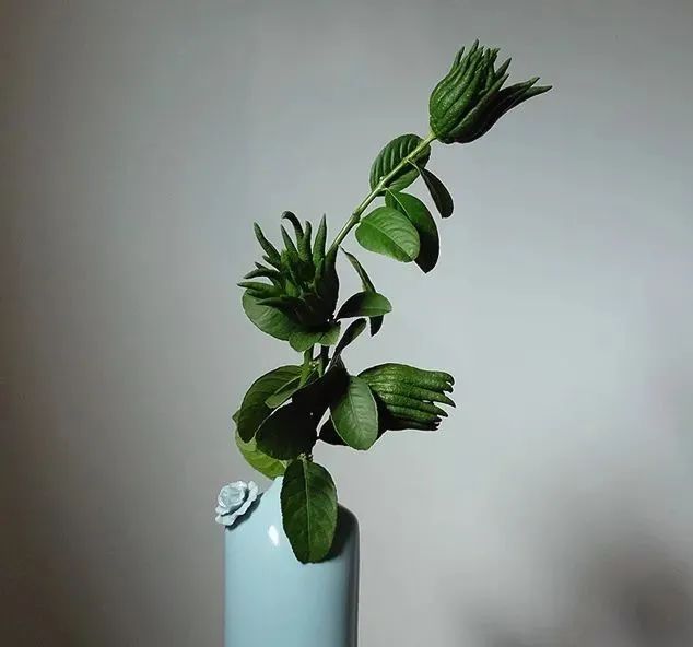 佛手清供哪里买,又到白茶飘香时