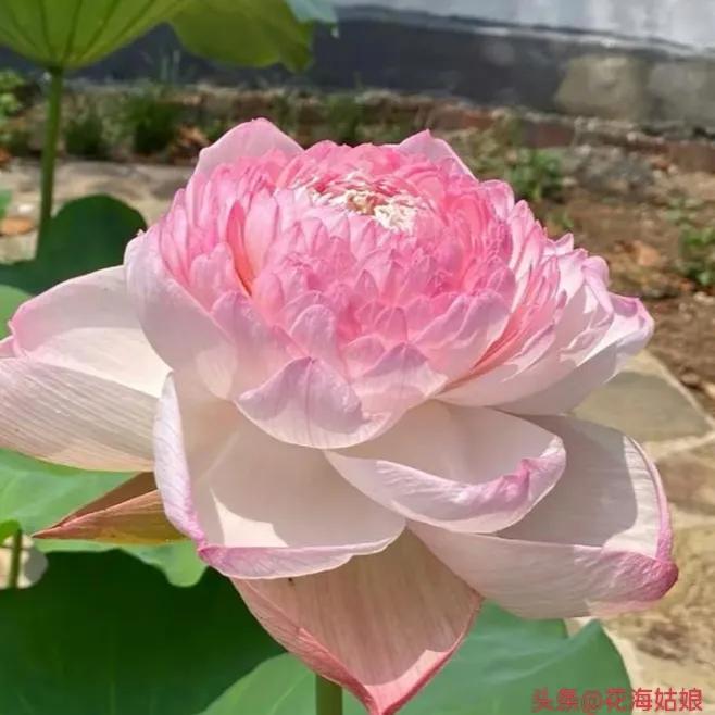 感觉自己好累好累的句子,感觉自己每天都好累好累