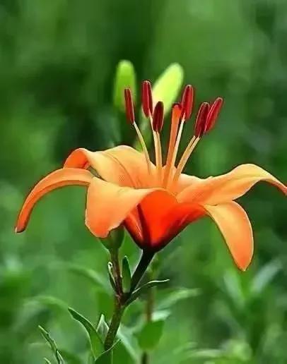 在春暖花开季节遇见浪漫,浪漫总是发生在春暖花开时配音