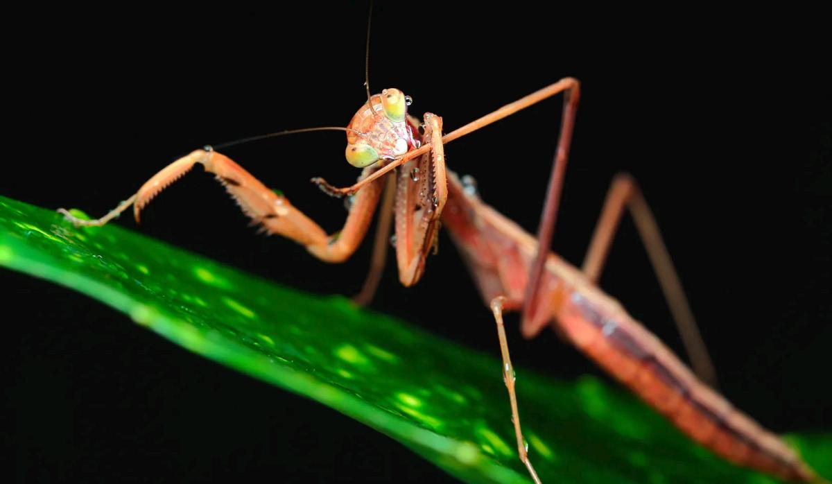 史上最凶残的昆虫,史上最凶残的五种昆虫