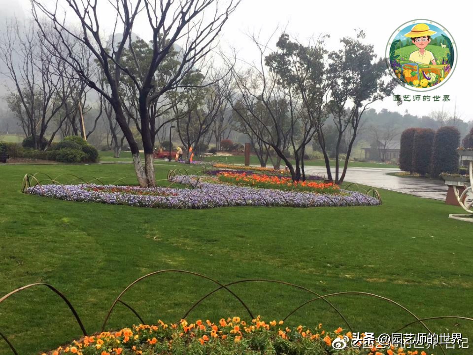 疏林草地的作用,疏林草地效果图