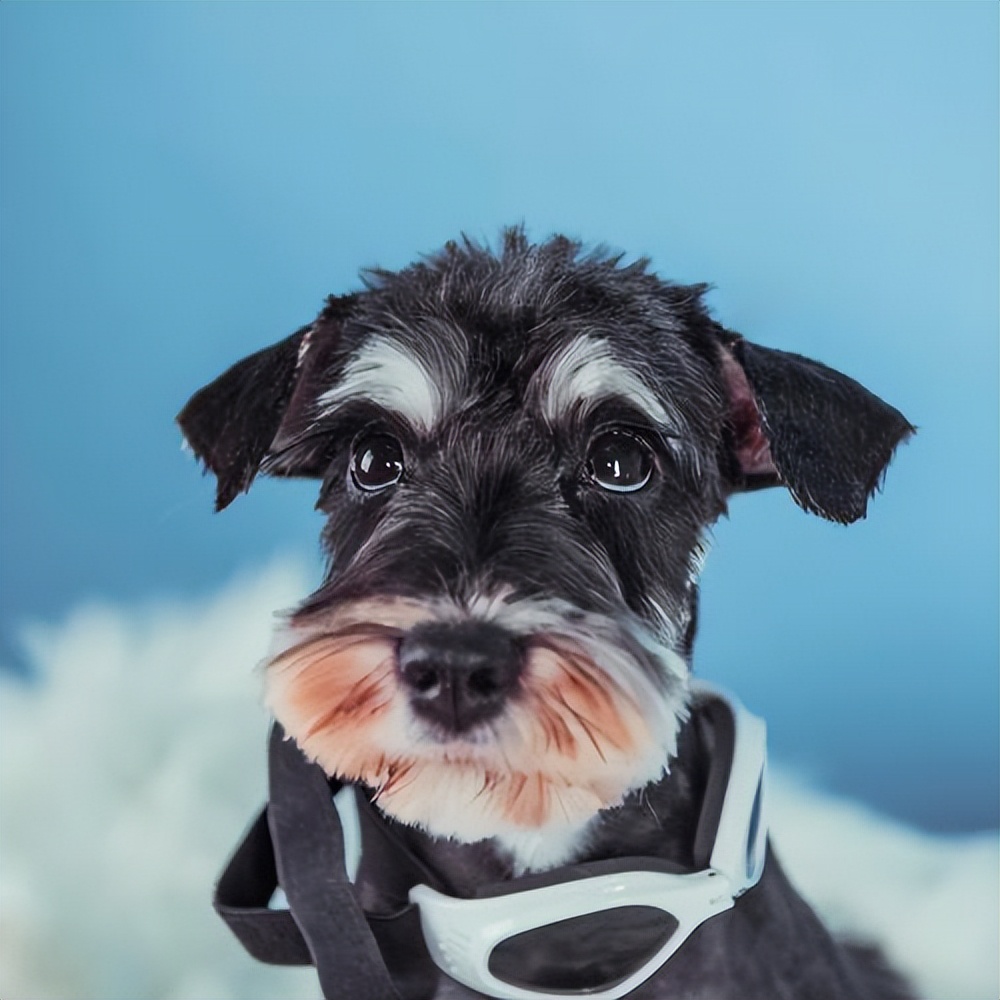 雪纳瑞总是被别的狗凶,雪纳瑞都需要注意些什么