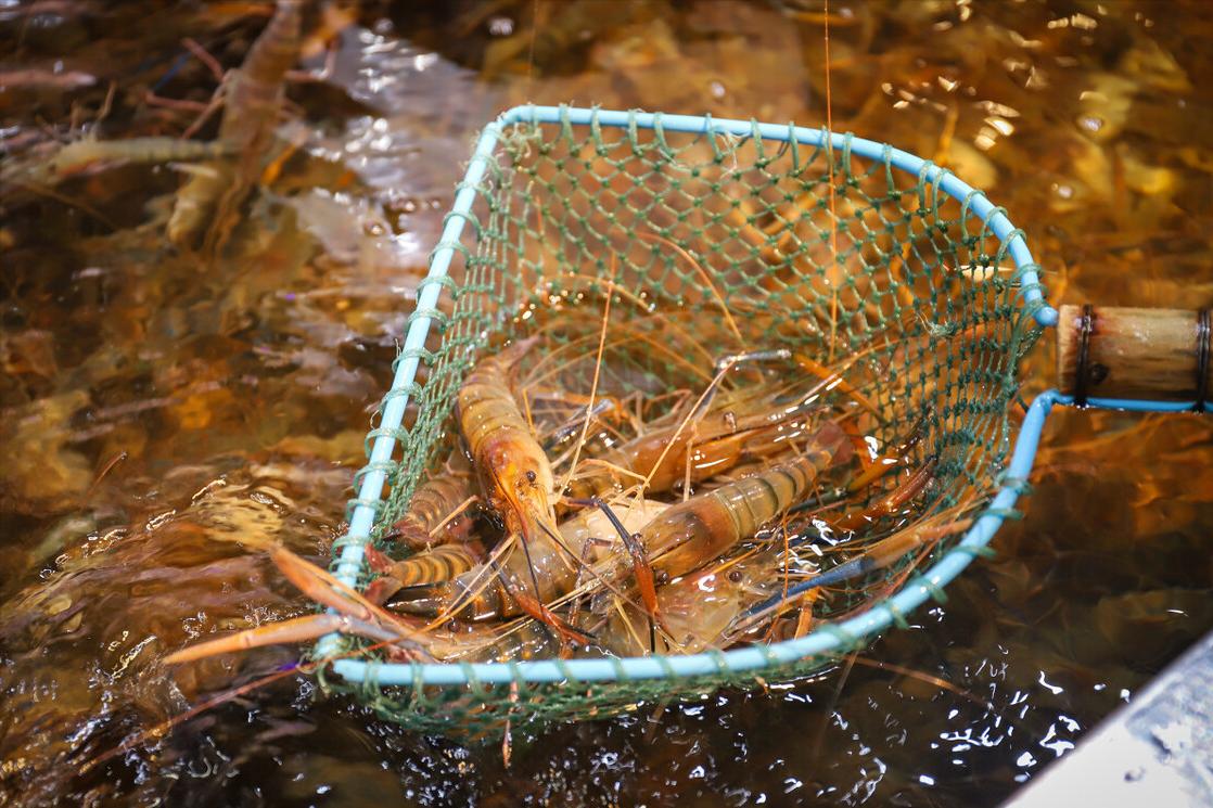 不用水煮的直接能吃的虾,不加水水煮虾的正确做法