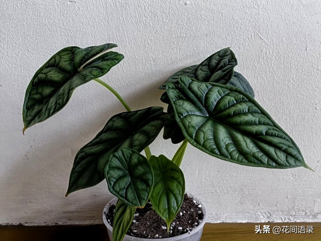 适合室内养的大叶矮壮绿植,室内超大叶片绿植