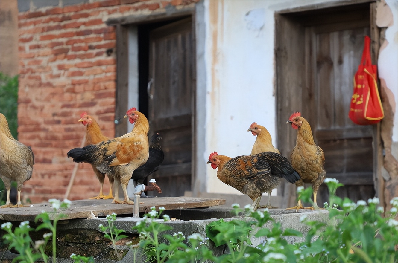 土鸡真的受欢迎吗,养土鸡的前景和注意事项