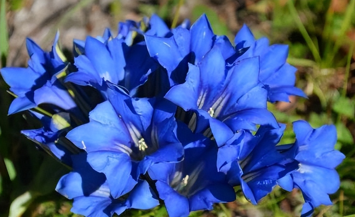 推荐几种颜值高又好养的室内花卉,8种容易开花又好养的庭院花卉