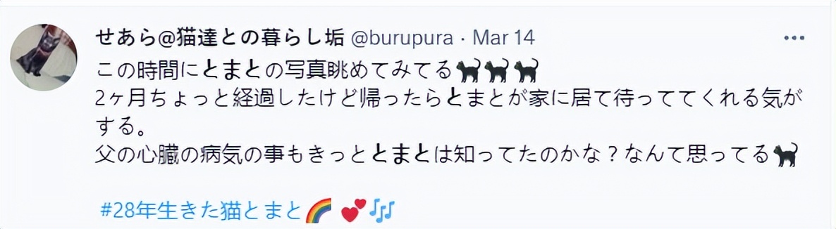 最长寿猫咪死亡,世界上最长寿的猫咪去世