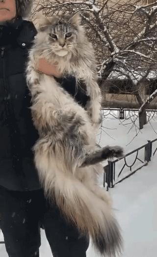 最不建议养的10种猫,最不建议养的5种猫