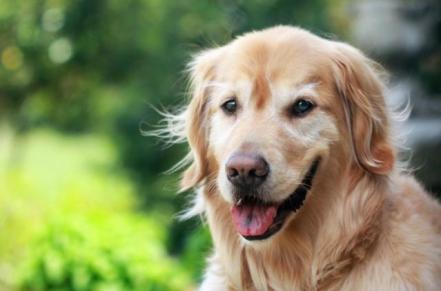 狗狗胰腺炎怎么治疗最好的方法,胰腺炎的症状胰腺炎的治疗和预防