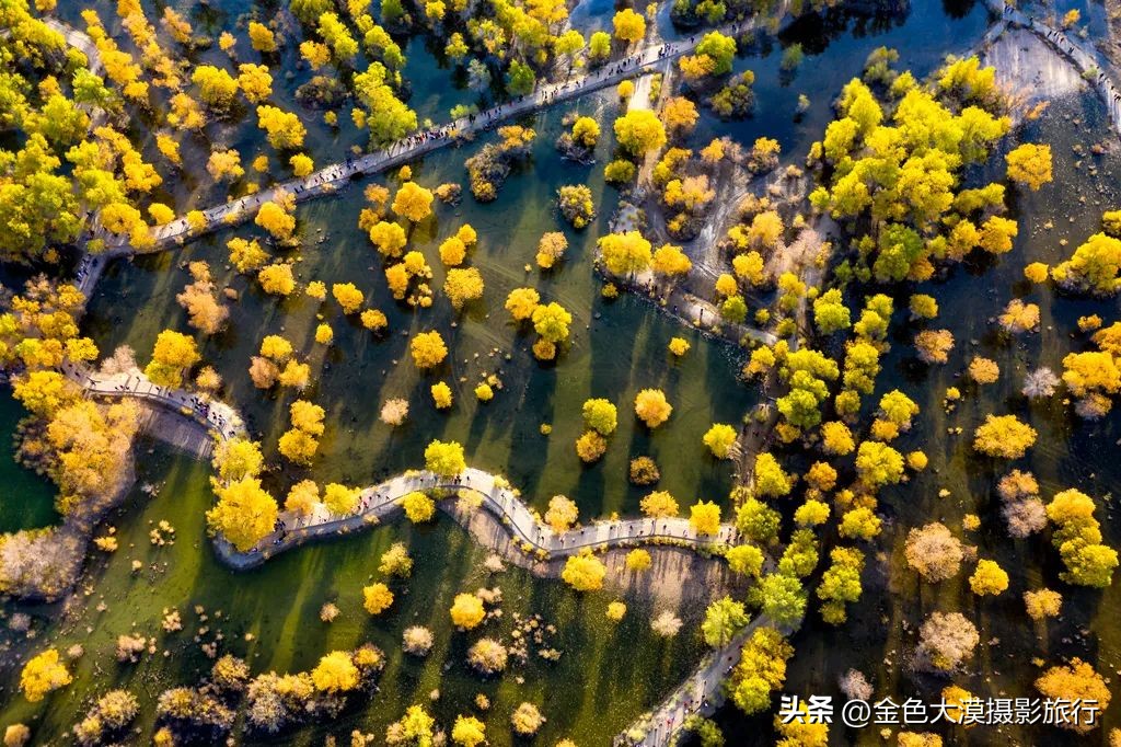额济纳赏胡杨视频,赤峰额济纳赏胡杨