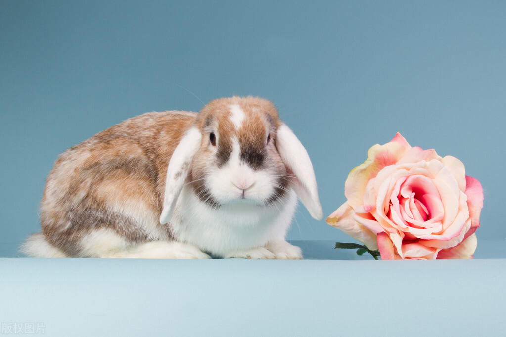 十二生肖的财运和感情是什么,十二生肖的爱情运势