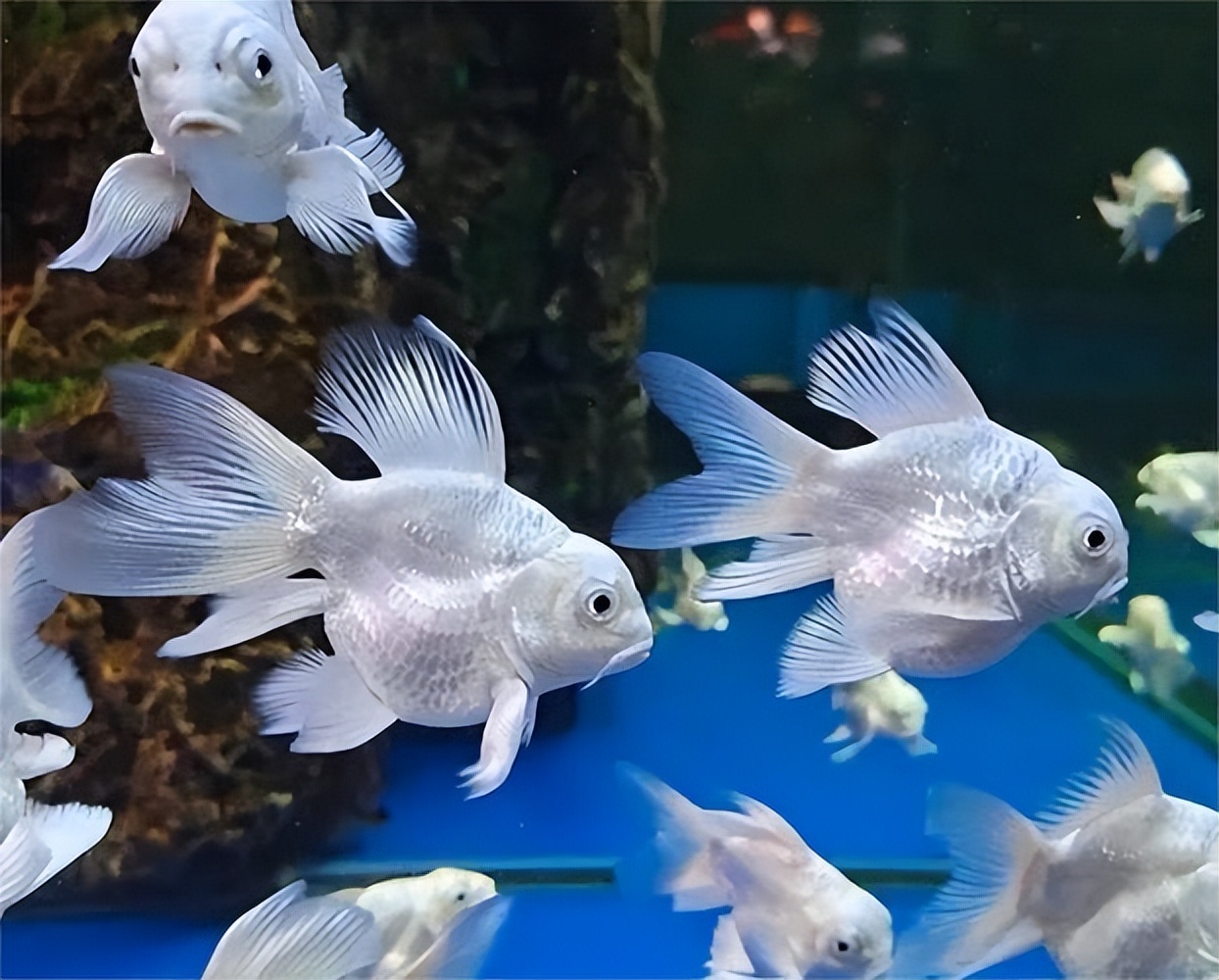 观赏鱼适合多久喂一次食物,观赏鱼喂食注意什么事项