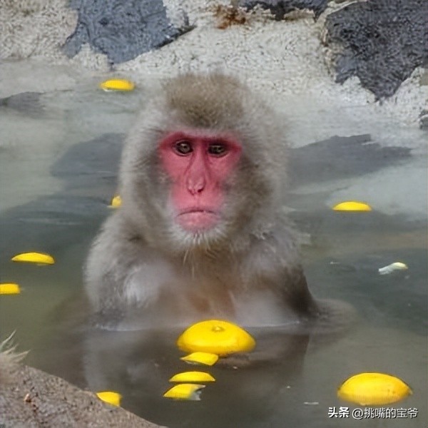 见过拿柚子洗澡吗？日本人必泡，和羊肉汤一样出名的冬至柚子浴