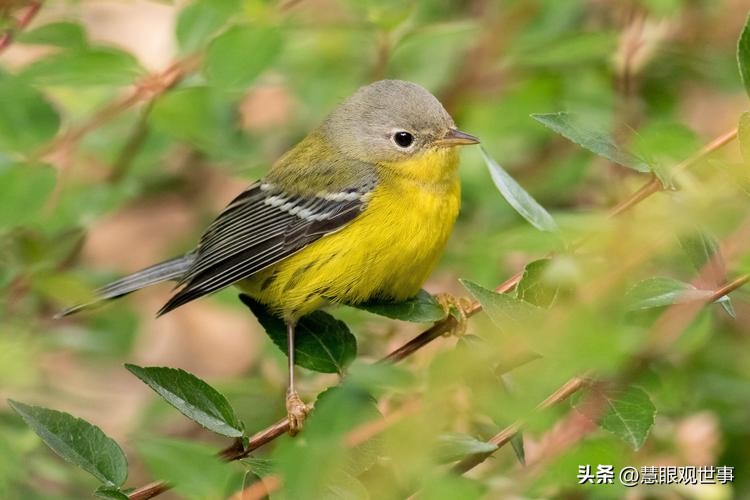 中高考必考古诗词,中高考必背古诗词朗诵