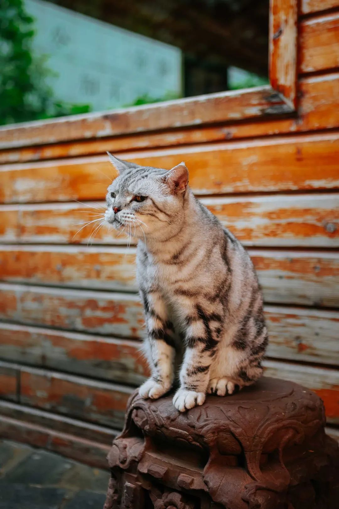 奇怪的蓝星人，小猫咪不懂