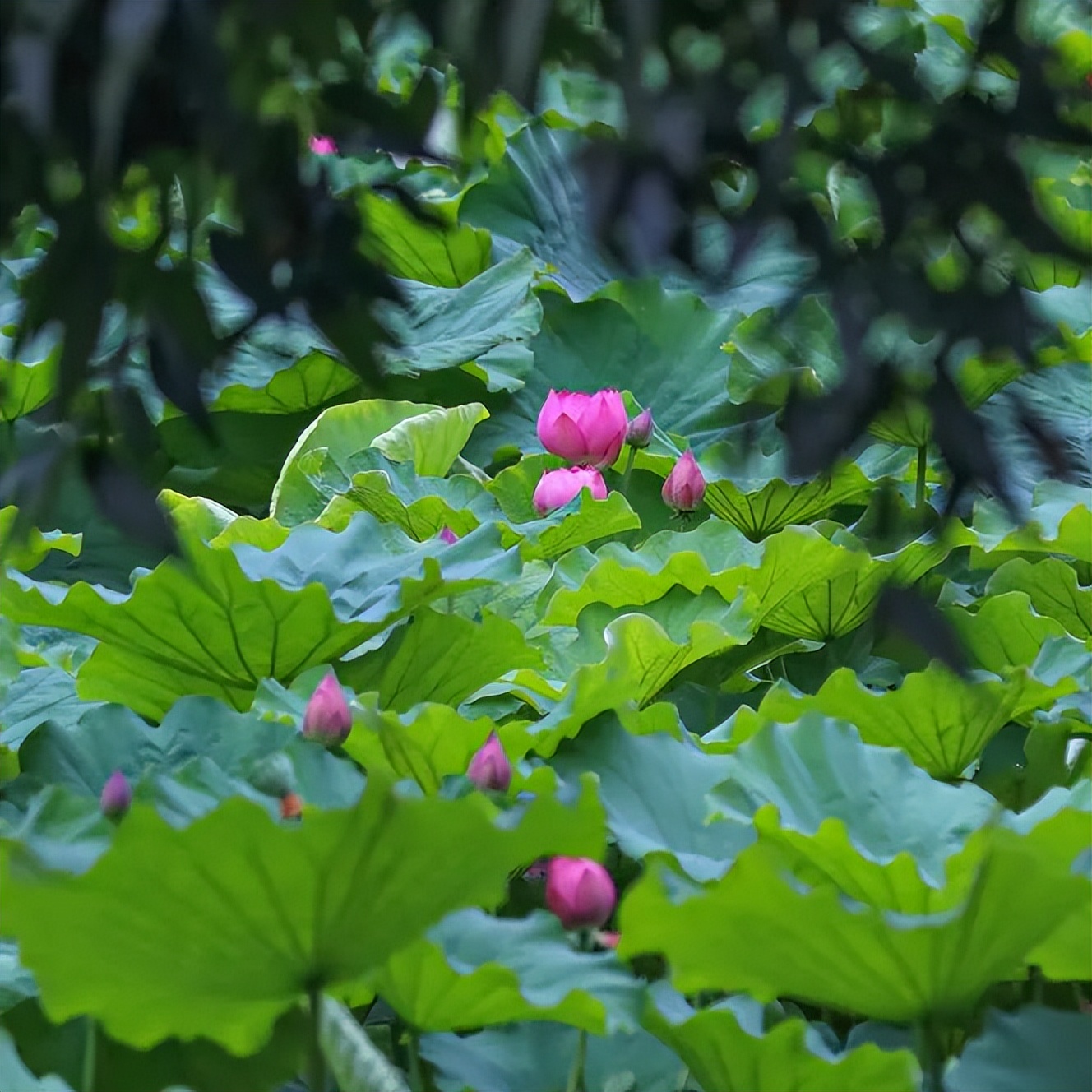 荷你有约周末去武隆逛荷花节可好,今夏荷你有约新余已开启赏荷模式
