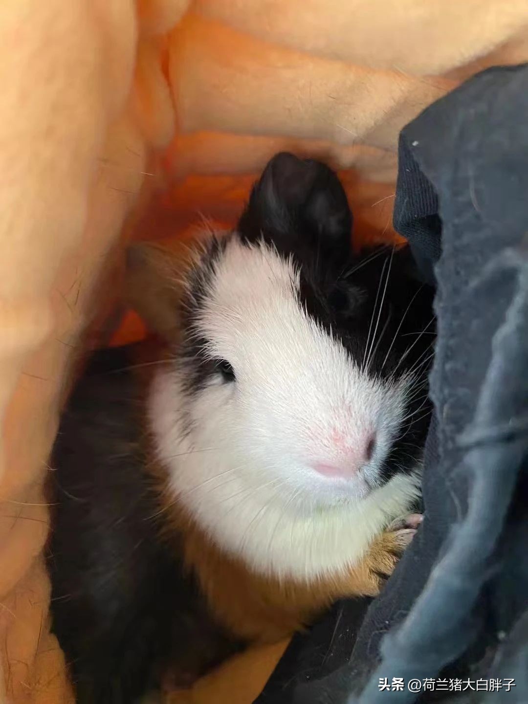 荷兰猪需要磨牙和脚趾甲吗,荷兰猪磨牙用什么好