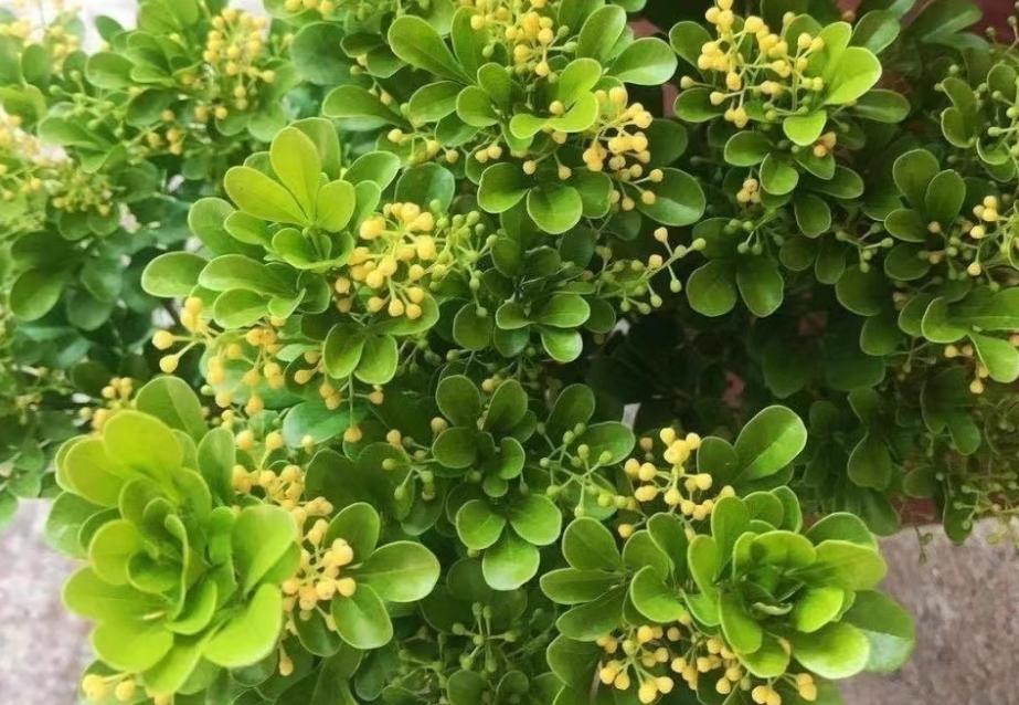 米兰花四季养护要点有哪些,米兰花有花骨朵为什么不开花呢