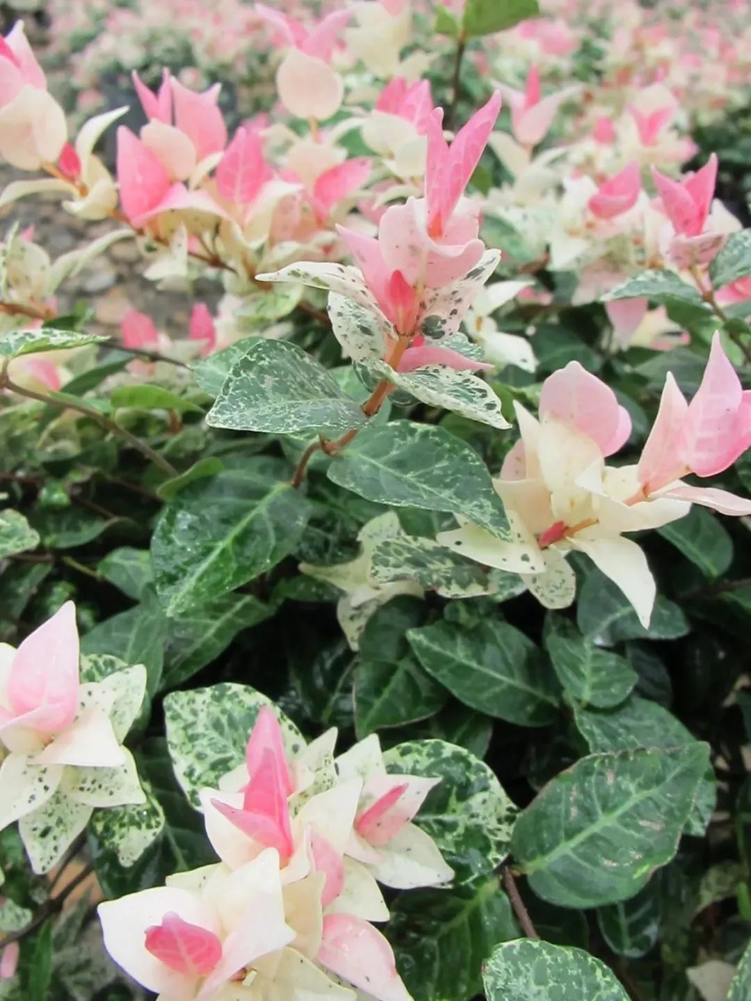 新叶看起来像三角梅的花，花叶络石真有这么好看吗？