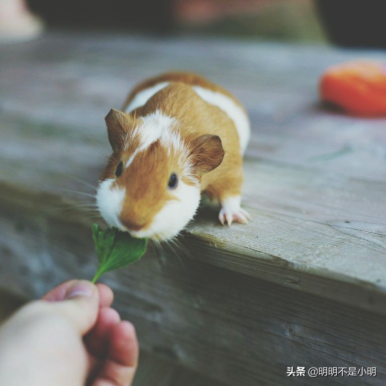 11岁的孩子适合养什么宠物,有孩子的家庭适合养什么宠物