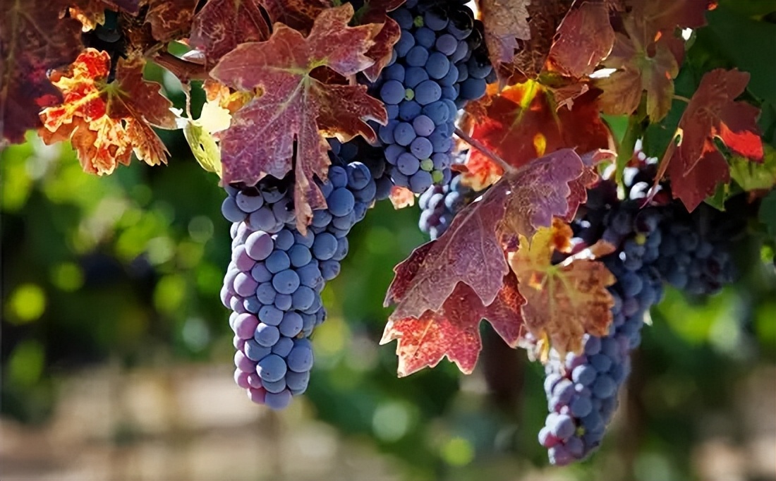 酿造葡萄酒的葡萄品种有哪些,专做葡萄酒的葡萄是什么品种