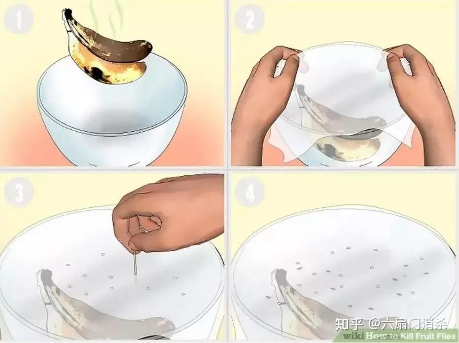 夏天果蝇从哪儿来,天气变暖好多果蝇