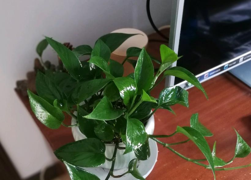 绿萝的养殖方法和注意事项详解,绿萝的养殖方法与注意事项图片