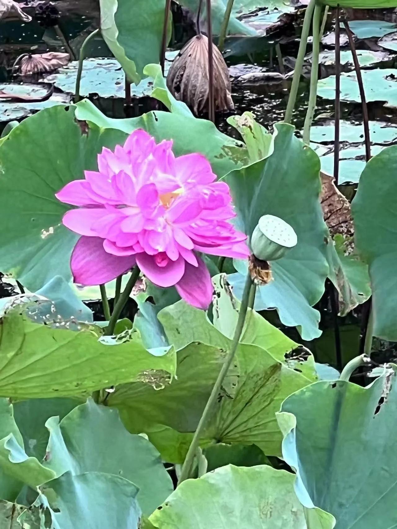 朱昌茂十首经典诗词,朱昌茂的诗句