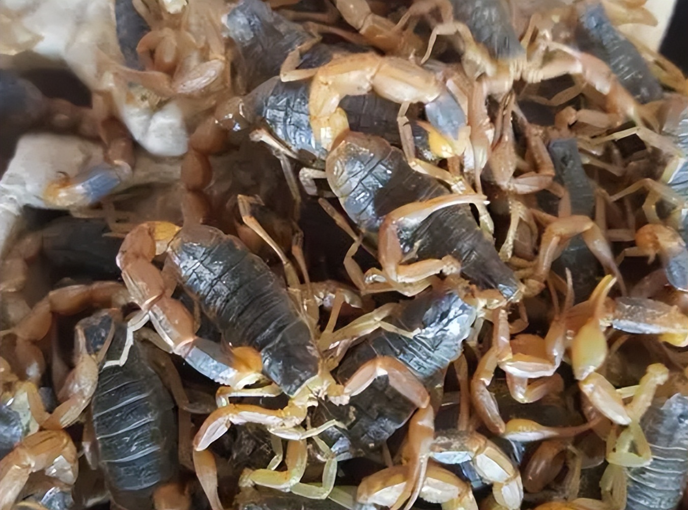 蝎子养殖的前期工作是什么,蝎子繁殖期怎么管理